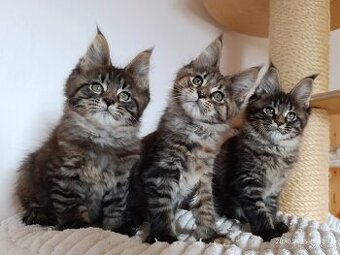 Mainská mývalí koťátka s PP - 2