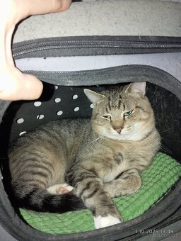 Krásný x bengálský kocour - 2