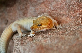 Gekončíci noční s vybaveným teráriem - 2