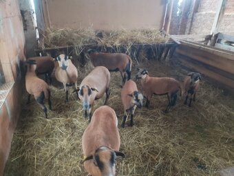 Kamerunské ovce - 2