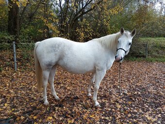 Paint horse klisna - 2