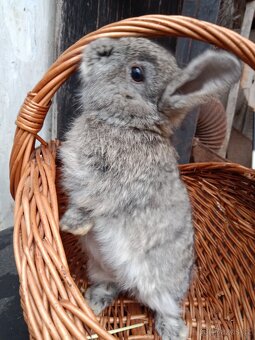 Zakrslý králíčci - beránci - 2