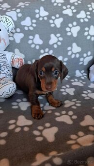 Jezevčík trpasličí - 2