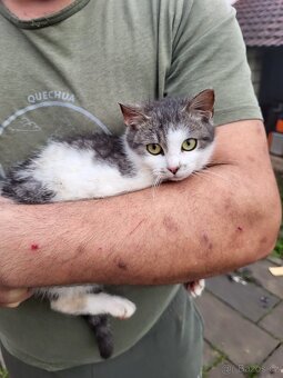 Darujeme koťátka - 2