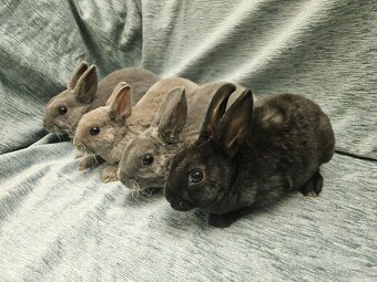 Zakrslý králíček - 2