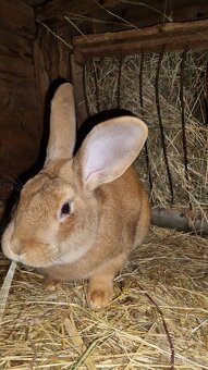 Prodám samce králíka do chovu - 2