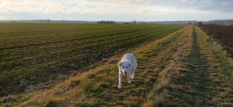 Štěně čuvač - 2