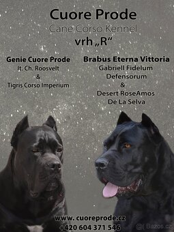 Cane Corso s PP FCI - 2