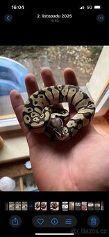 Krajta královská - 2