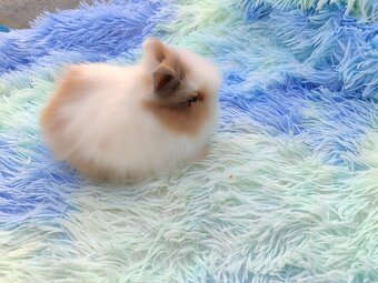 Zakrslý teddy králík - 2