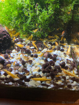 Krevetky Neocaridina Davidi - oranžové (možno i Zásilkovnou) - 2