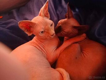 Sphynx - 2