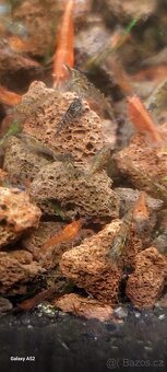Krevetky neocaridina mix - 2