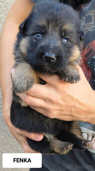 Německý ovčák-štěňátka typ Rex k rezervaci-odběr říjen - 2