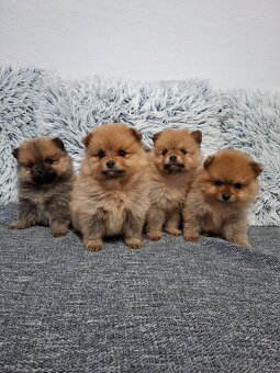 Pomeranian - 2