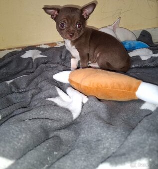 čivava šteniatka - 2