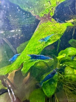 KOUPÍM MEKONGY a NEO. DAVIDI BLUE KREVETY - 2