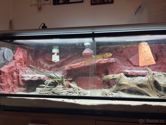 Prodám agamu+ všechny vybaveni. Rychlá koupe sleva 500 a vic - 2