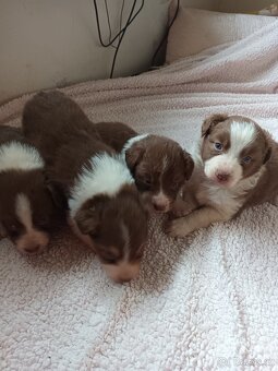 Australský ovčák bez PP - 2