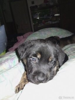 Prodám štěňata křížence německého ovčáka - 2