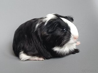 Dlouhosrsté morče - šeltie - 2