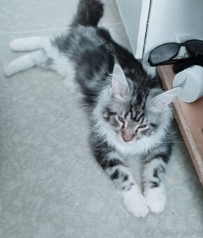 Mainsky mývalí kocourek - 2