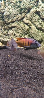 Haplochromis ch44 - 2