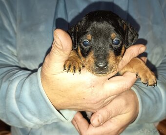 Nabízím k prodeji štěňata trpasličího pinče - 2