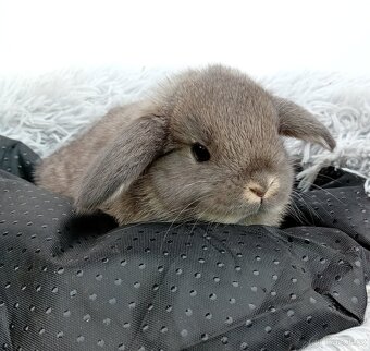 Zakrslý beránek G2 - 2