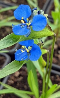 Nádherná trvalka: Commelina tuberosa - 2