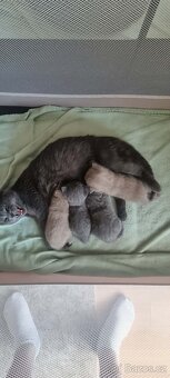 Britská koťátka - 2