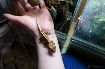 Pagekon řasnatý, Anolisové - 2