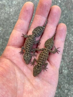 Phyllurus Platurus - 2