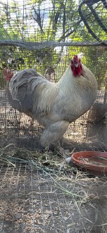 Kohout Brahma velká a Brahma zakrslá - 2