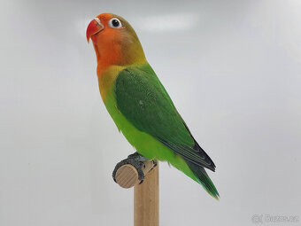 Agapornis fischeri - 2
