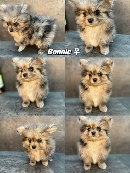 Štěňátka Pomeranian s PP - 2