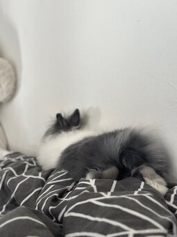 Krytí Teddy - 2