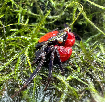 Geosesarma Hagen (Red Devil) - 2