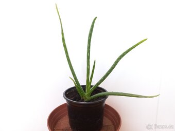 Aloe - 2