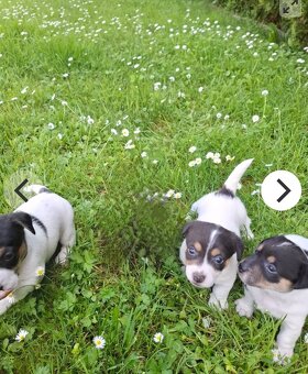 Jack Russell - 2