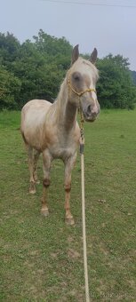 Appaloosa - 2