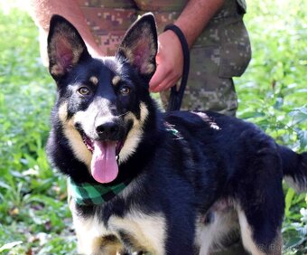 JANOT K ADOPCI - 1 ROK, MILÝ, PŘÁTELSKÝ - 2