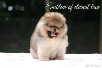 Pomeranian FCI - 2