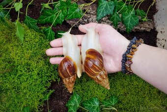 Afričtí šneci Lissachatina fulica Albino body - 2