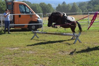 HORSE PONY - 2