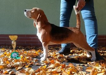 Bígl štěňátka - 2