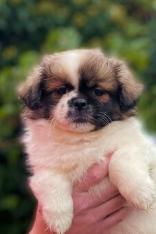 Tibetský španěl - 2