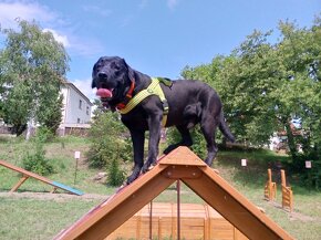 Černý labrador, čistokrevný, bez PP - nabídka krytí - 2
