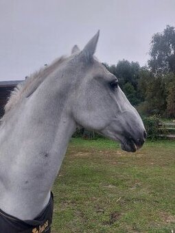 Hledáme chůvu pro koně ♡ - 2