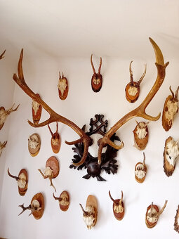 Jelení a srnčí trofeje - 2